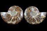 Cut & Polished Ammonite Fossil - Agatized #79152-1